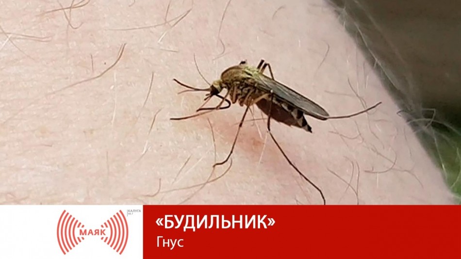 0622-МАЯК-Б.jpg