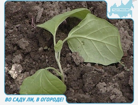Во саду ли, в огороде! Эфир от 09.03.2017
