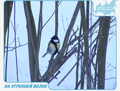 На утренней волне. Эфир от 31.03.2017
