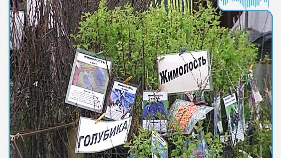 Радио-Сад-Саженцы.jpg