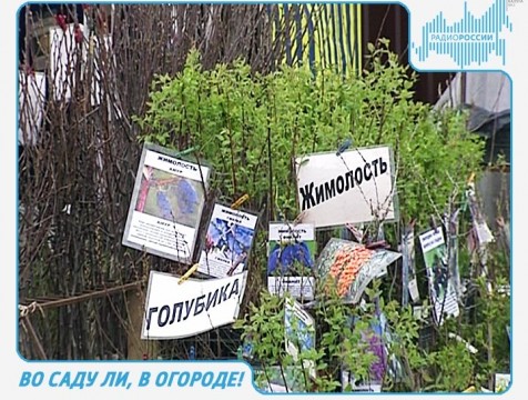 Во саду ли, в огороде! Эфир от 27.04.2017