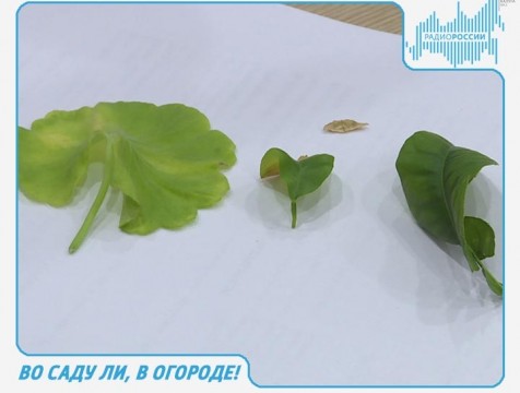 Во саду ли, в огороде! Эфир от 11.05.2017
