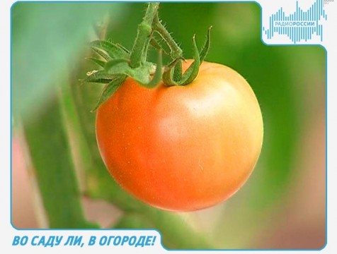 Во саду ли, в огороде! Эфир от 03.08.2017