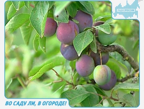 Во саду ли, в огороде! Эфир от 31.08.2017