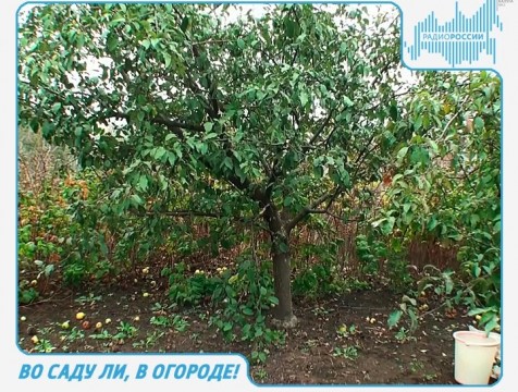 Во саду ли, в огороде! Эфир от 07.09.2017