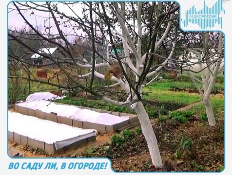 Во саду ли, в огороде! Эфир от 12.10.2017 Тема: подготовка дачного участка к зиме