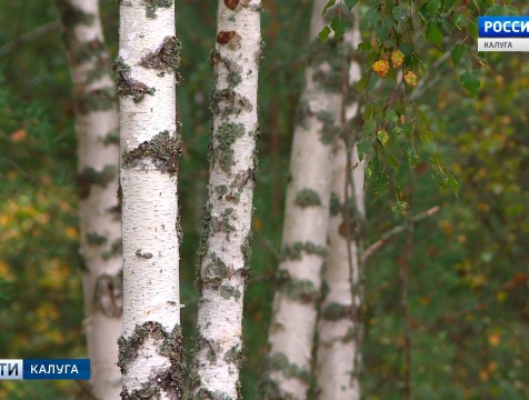 Хозяин приусадебного участка срубил мешавший ему лес