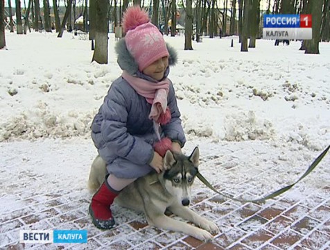 В парке прошла благотворительная фотосессия с собаками породы хаски