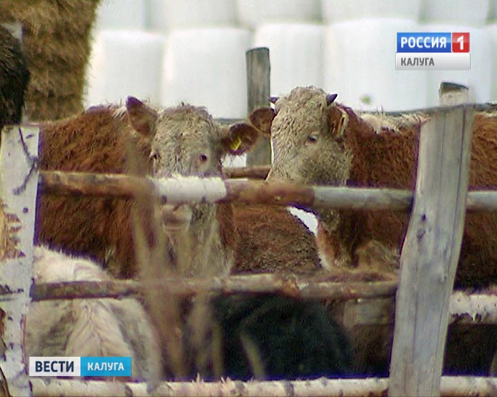 Бычки0208.jpg