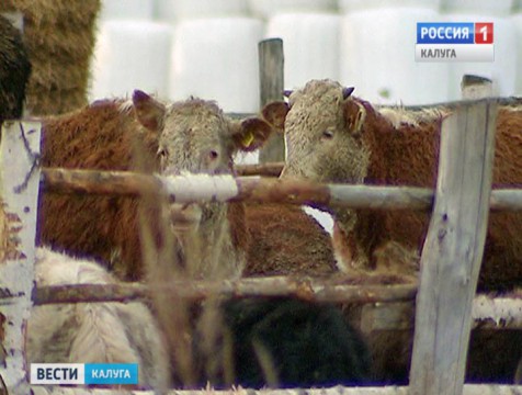 В Спас-Деменском районе выручка от реализации сельхозпродукции увеличилась в 2 раза