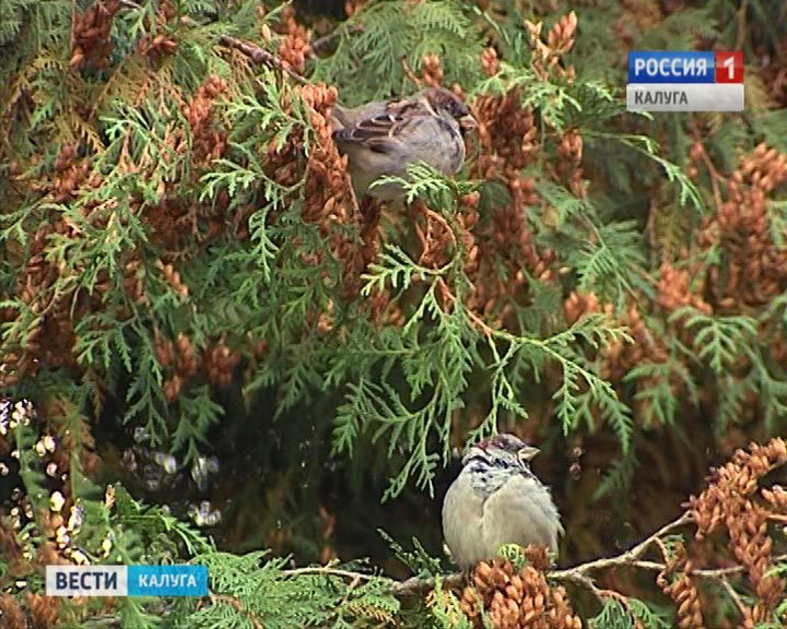 Воробьи0914_B.jpg