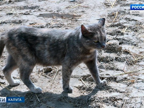Из-за бешеной кошки в Жуковском районе объявлен карантин