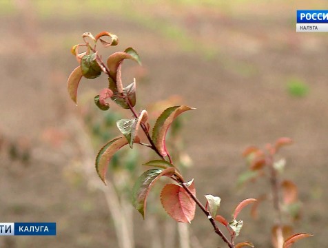 Площадь калужских садов в 2019 году увеличится в два раза