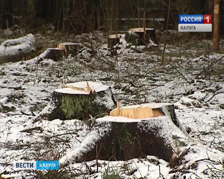 Вырубка лес0216.jpg
