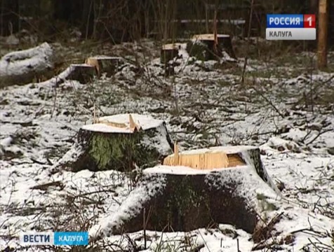 В нацпарке «Угра» срубили не тот участок леса