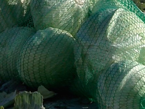 Капуста свежая растет в цене на полках магазинов