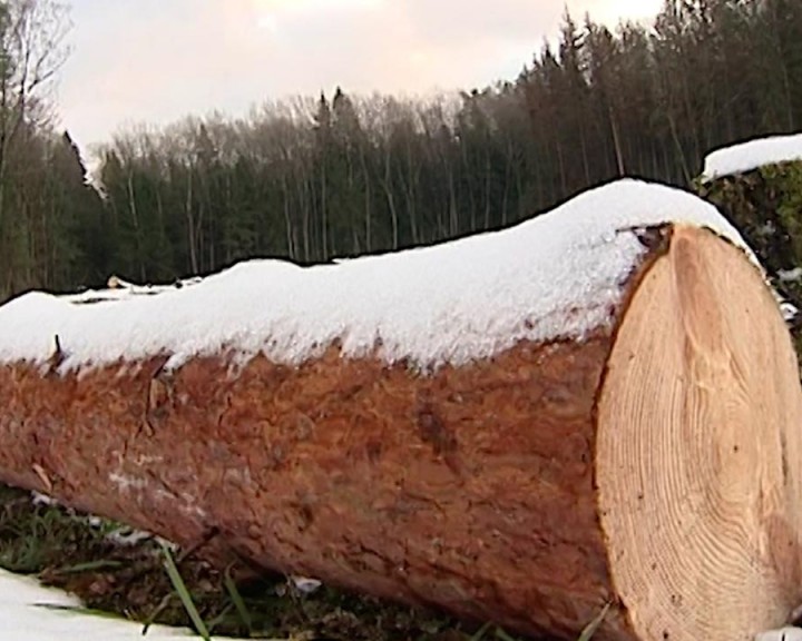 Лесозаготовка1-0402.jpg