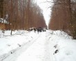 Браконьеры-лось2-0417.jpg