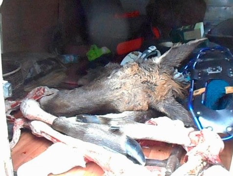 Жителя Козельска будут судить за убийство лося