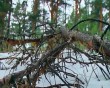 Валежник-0418.jpg