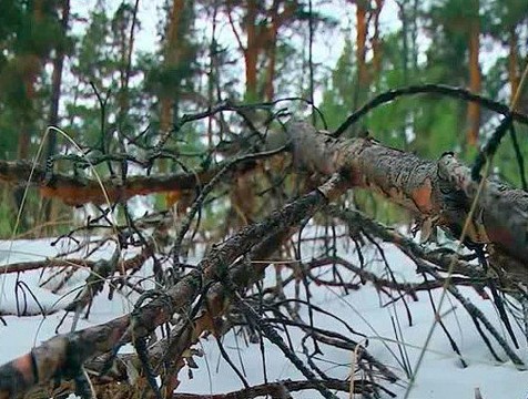 Валежник из лесов разрешат забирать бесплатно