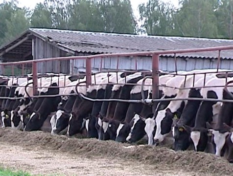 Поголовье рогатого калужского стада увеличится на 15 тысяч голов