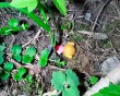 Упал-ребёнок-из-окна-0514.jpg