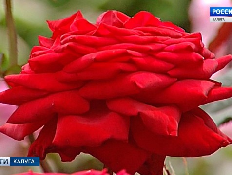 В теплицах Малоярославецкого района обнаружен вредитель