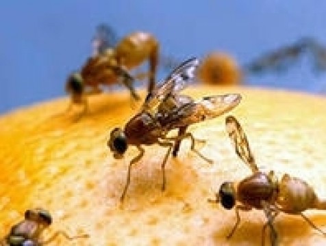 Турецкие нектарины не прошли калужскую карантинную зону