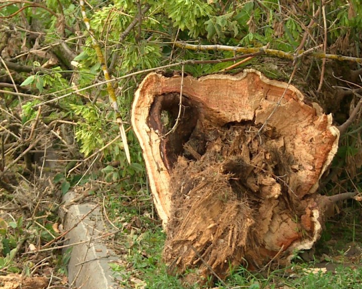 Последствия-непогоды2-0809.jpg