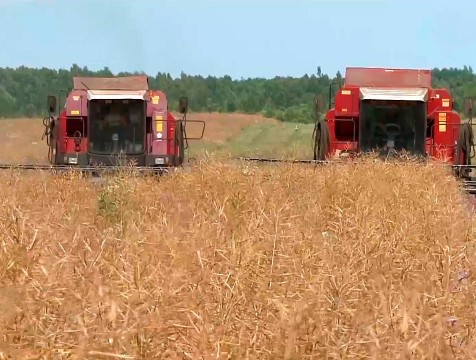 Уборку рапса ведут в семи районах Калужской области