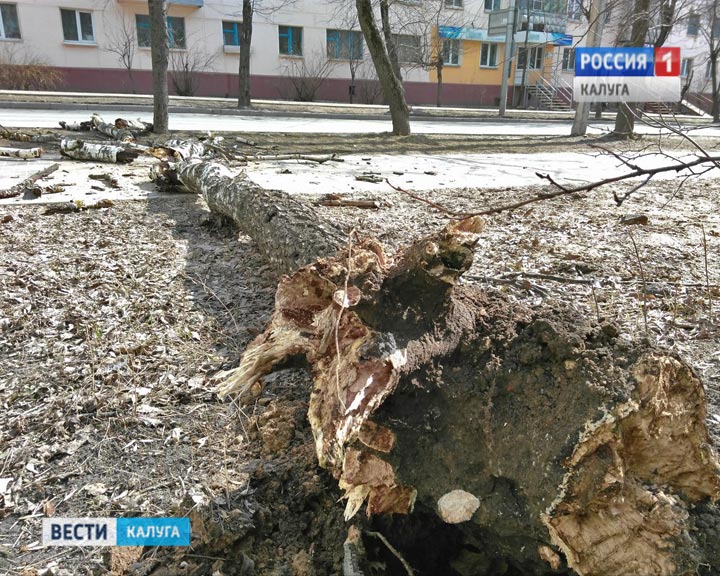 Дерево-упало0403.jpg