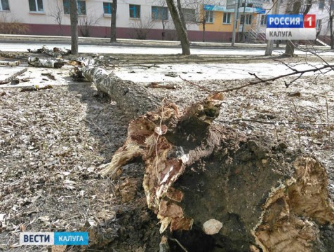 В центре Калуги на тротуар упало дерево