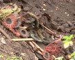 Укрепляют-склон-мусором3-0905.jpg