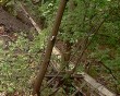 Укрепляют-склон-мусором4-0905.jpg
