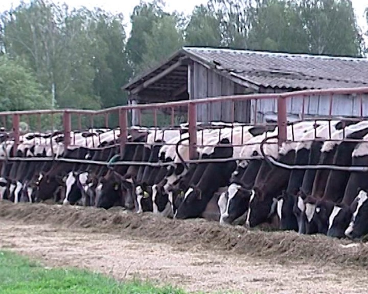 Ферма0625.jpg