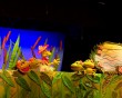 Театр-кукол-открытие-сезона6-0913.jpg