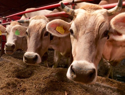 Устойчивый рост производства продукции животноводства наблюдается в регионе