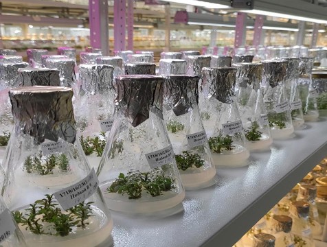 Крупный питомник для разведения плодово-ягодных культур появился в регионе
