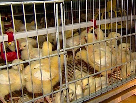 Продукция калужских птицеводов выйдет на азиатский рынок
