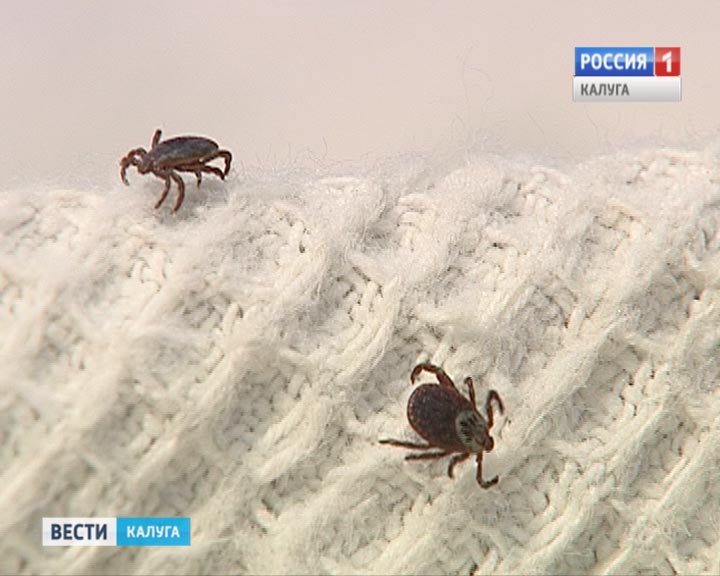 Клещи0425.jpg