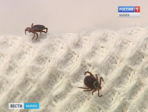 Первый пик активности клещей продлится до начала жары