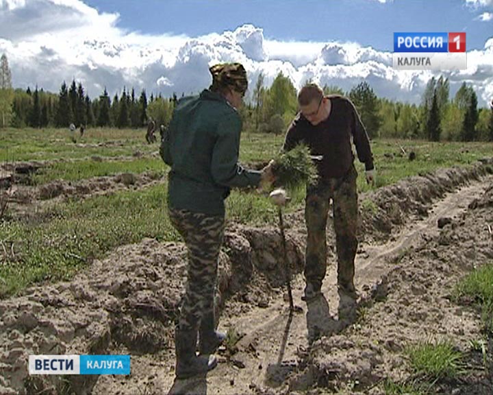 Посадка-леса0505.jpg