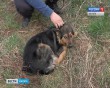 Приют-собаки0511.jpg