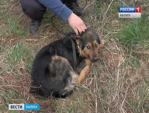 В незаконном приюте под Боровском содержалось около 200 животных