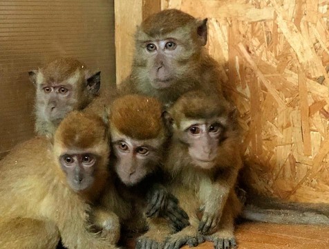 Из центра «Феникс» украли спасенных макак