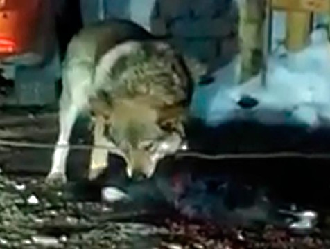 Стая собак, похожих на волков, заставила калужанина забраться на дерево