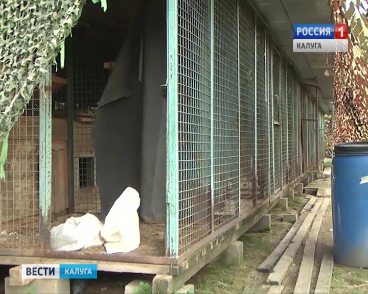 Приют-собаки-0511.jpg