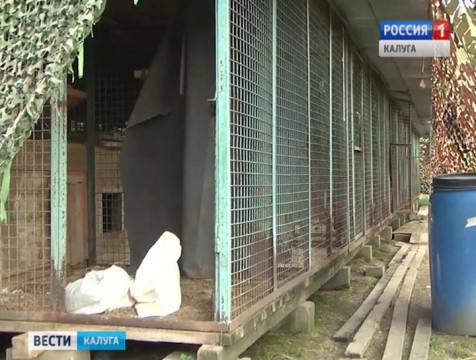 Прокуратура проверяет деятельность приюта под Боровском