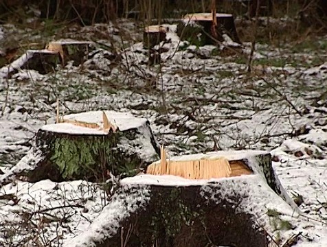 Износковские лесники признаны виновными за ложные сведения по вырубке деревьев